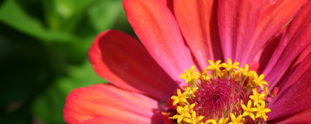 Zinnia-Plant-June-Garden