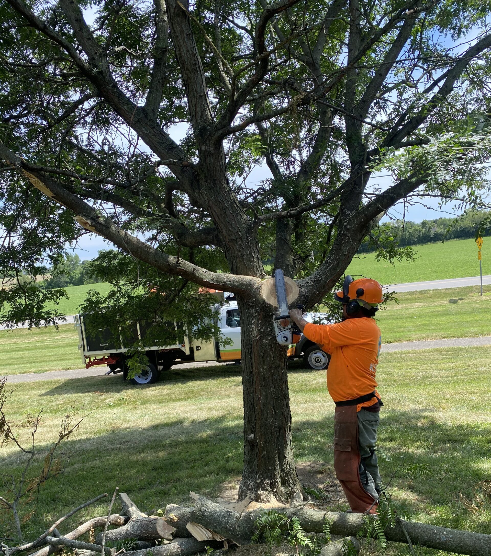 Tree care trimming